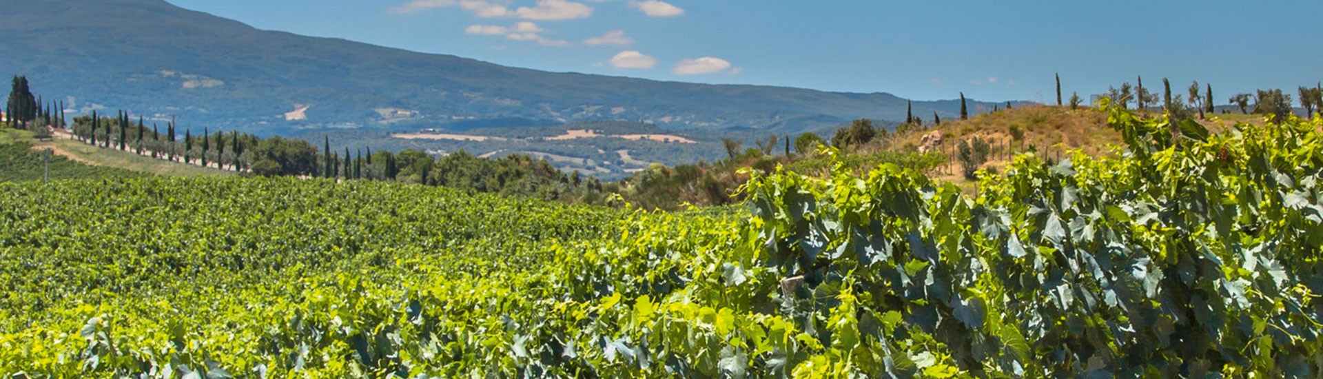 <strong>Champagner</strong> aus Frankreich