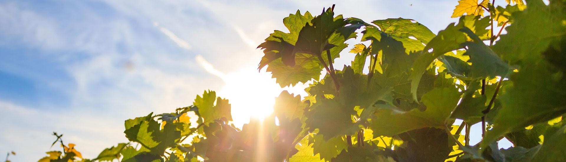 Lust auf <strong>Sommerwein</strong>