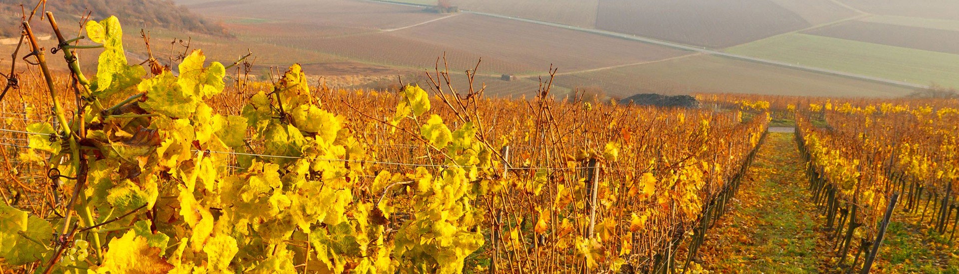 Weine aus <strong>Rheinhessen</strong>