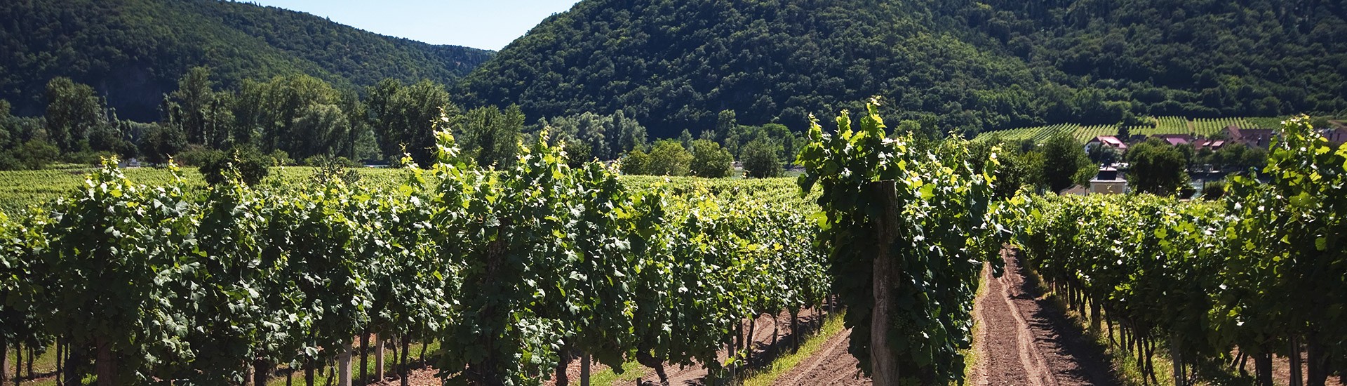 Weinanbau in der <strong>Wachau</strong>