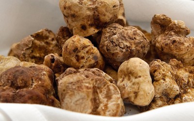 Alba-Trüffel: Diamanten des Piemont