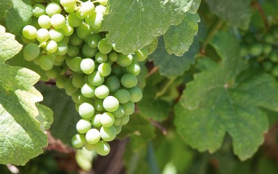 Weinanbau in der Wachau